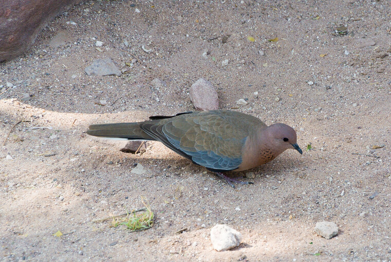 India 2014 - Jodhpur 037.jpg